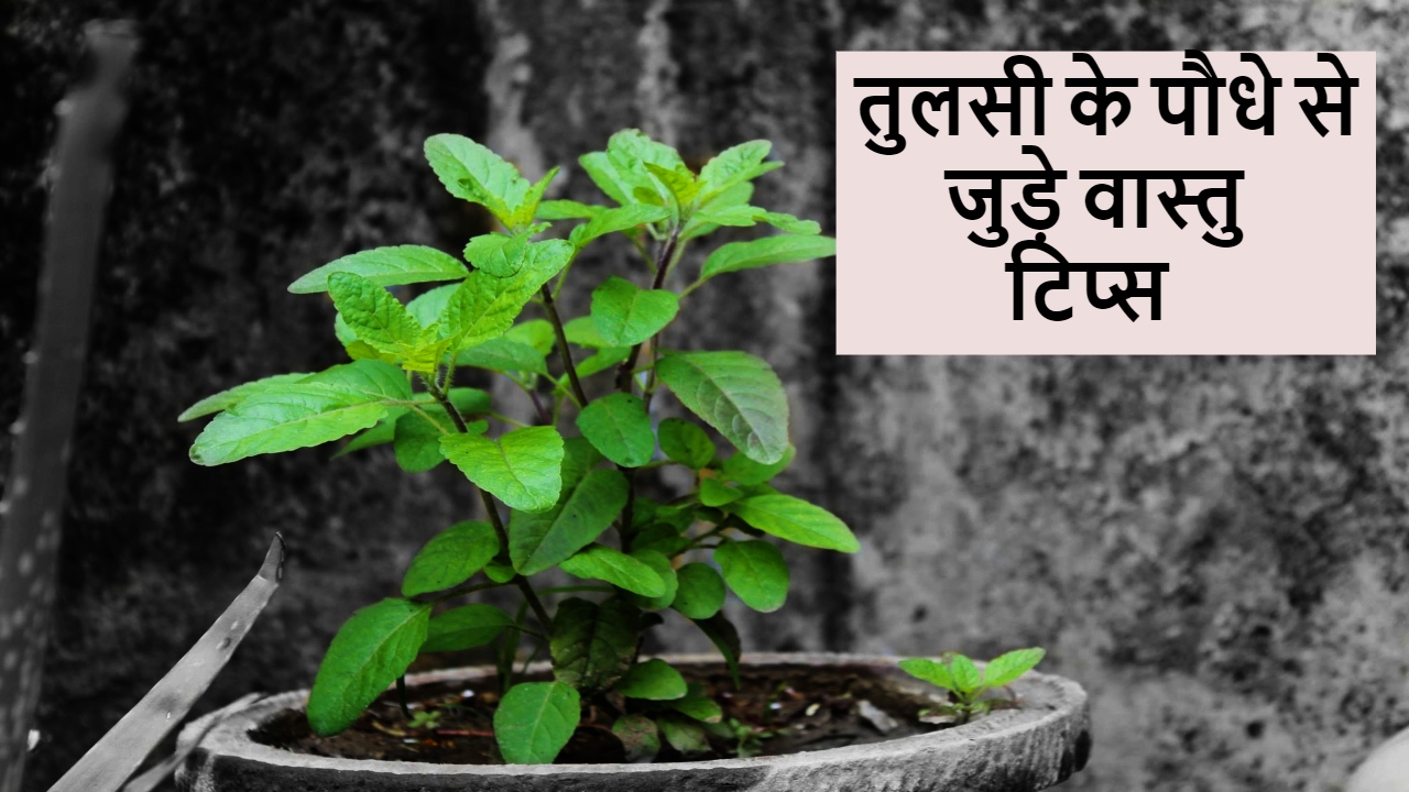 Tulsi ka paudha : भूलकर भी तुलसी का पौधा लगाते वक्त न करें यह गलतियाँ वरना कर्जे के बोझ से रहेंगें परेशान